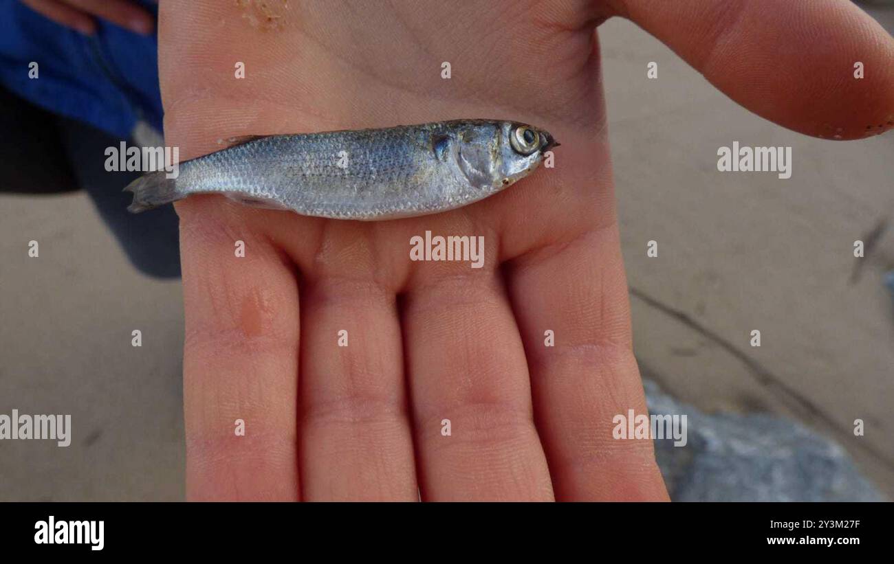 Ray-finned Fishes (Actinopterygii) Actinopterygii Stock Photo - Alamy