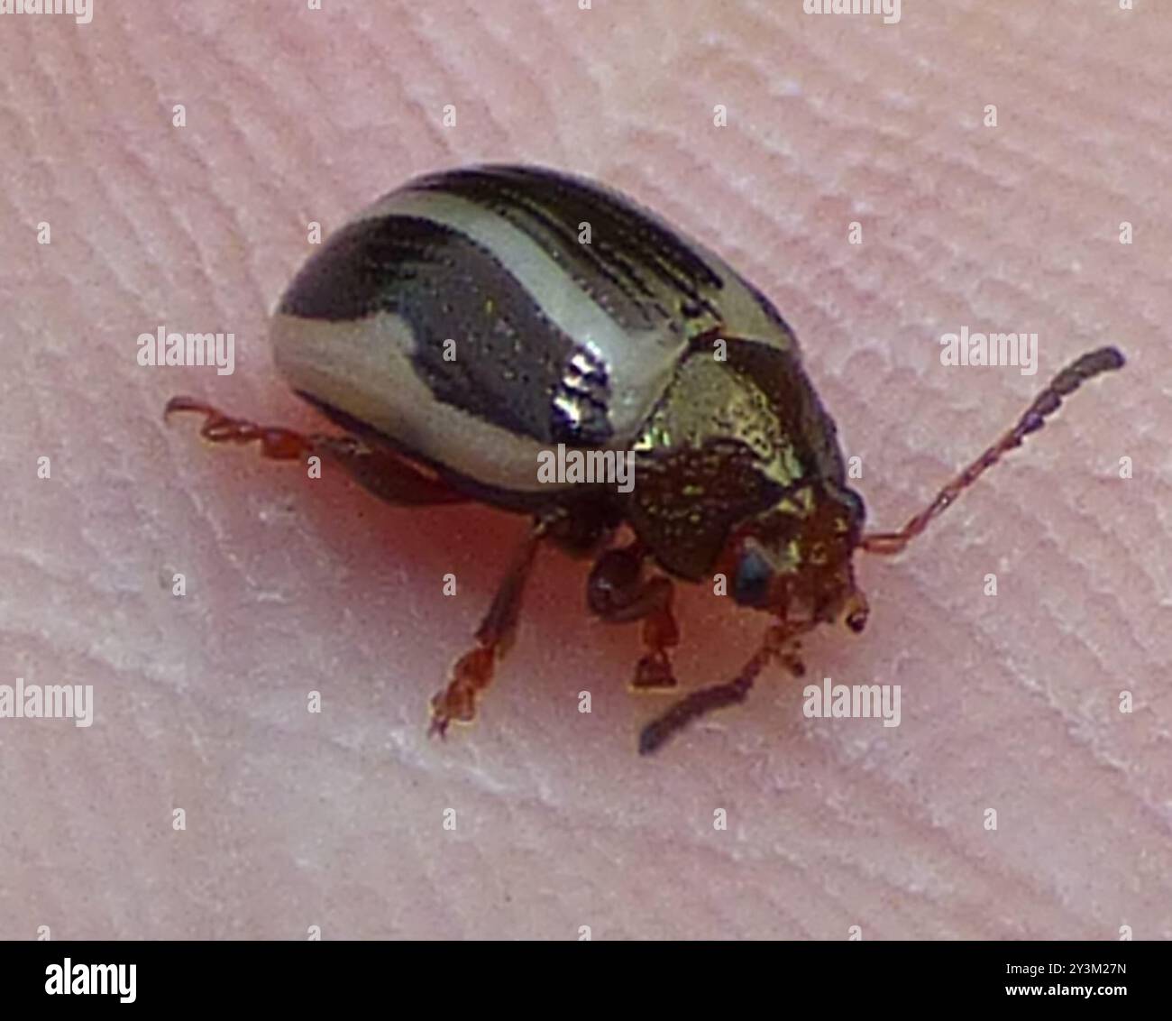 Bidentate Leaf Beetle (Calligrapha bidenticola) Insecta Stock Photo - Alamy