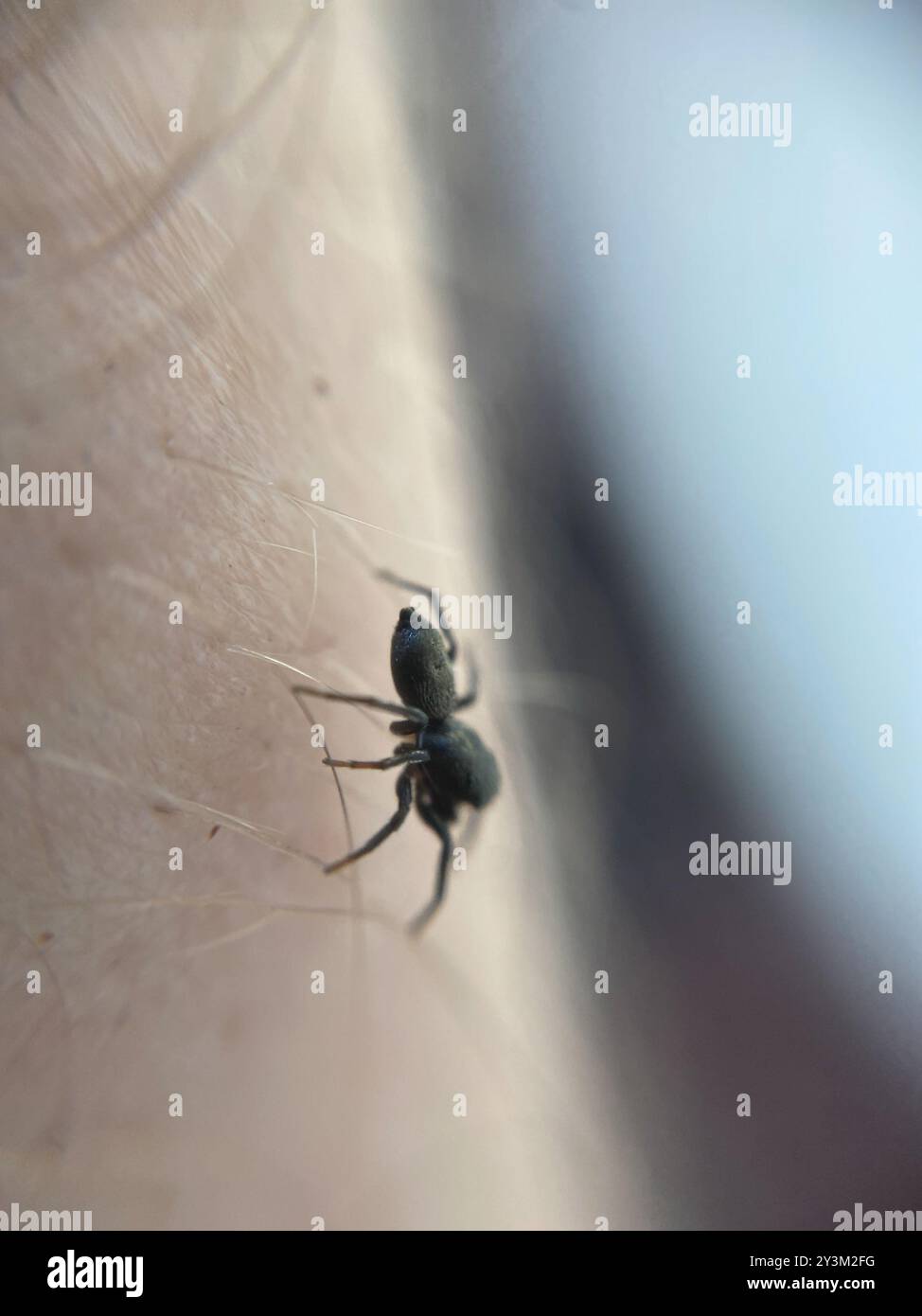 Sun Jumping Spiders (Heliophanus) Arachnida Stock Photo - Alamy