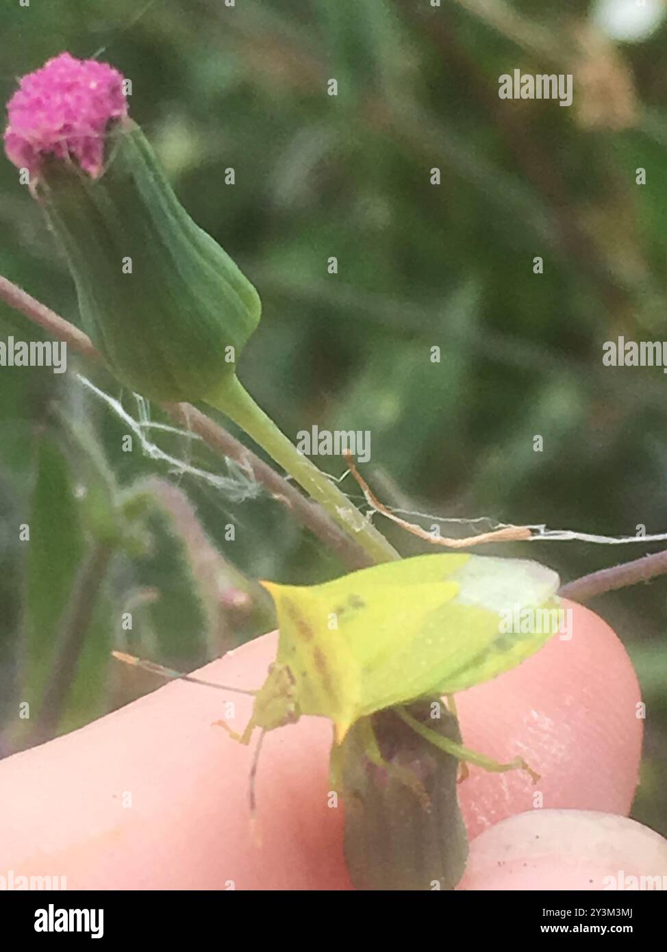 Neotropical Red-shouldered Stink Bug (Thyanta perditor) Insecta Stock ...
