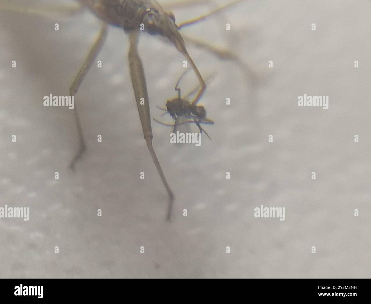 Damsel Bugs (Nabidae) Insecta Stock Photo - Alamy