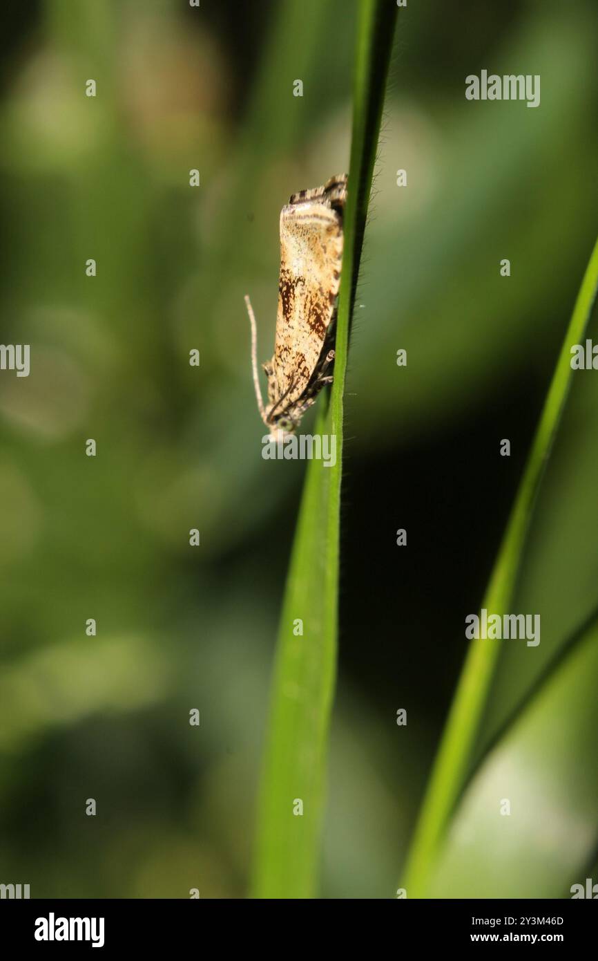 Common Marble (Syricoris lacunana) Insecta Stock Photo - Alamy