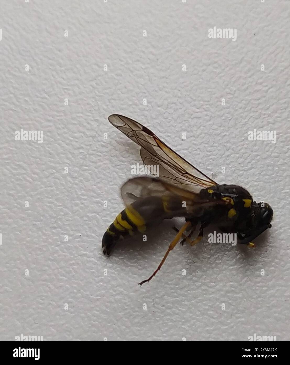 Potter and Mason Wasps (Eumeninae) Insecta Stock Photo - Alamy