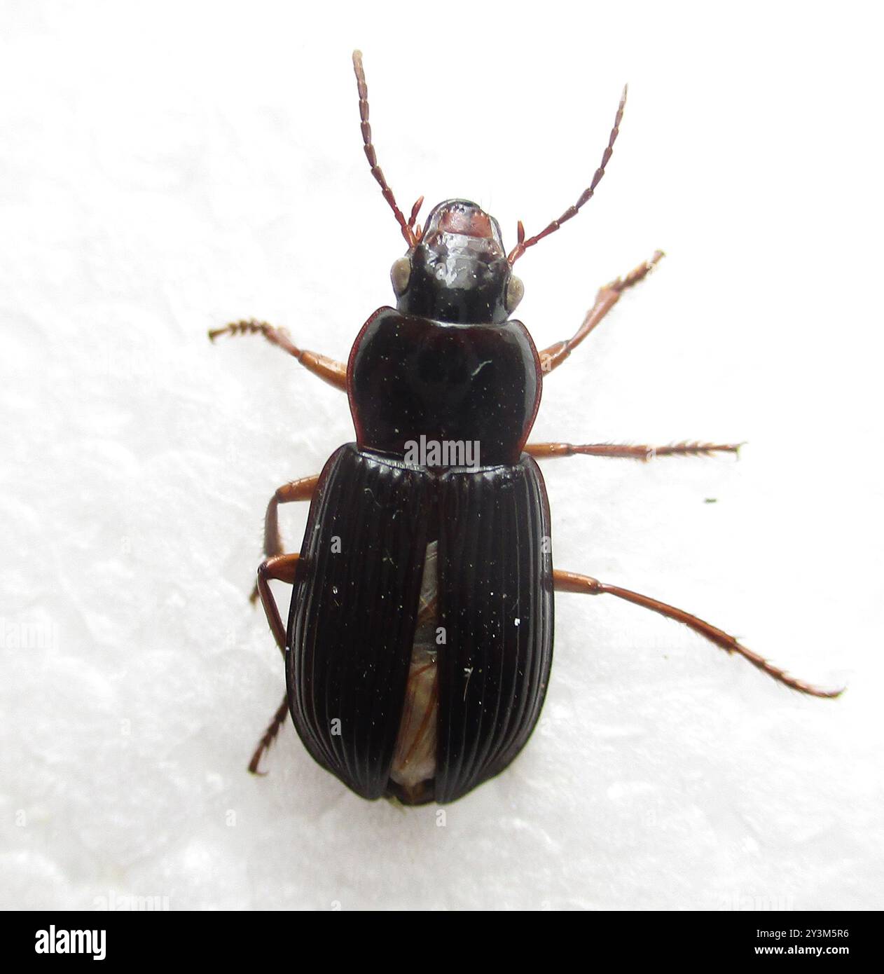 Ground Beetles (Carabidae) Insecta Stock Photo - Alamy