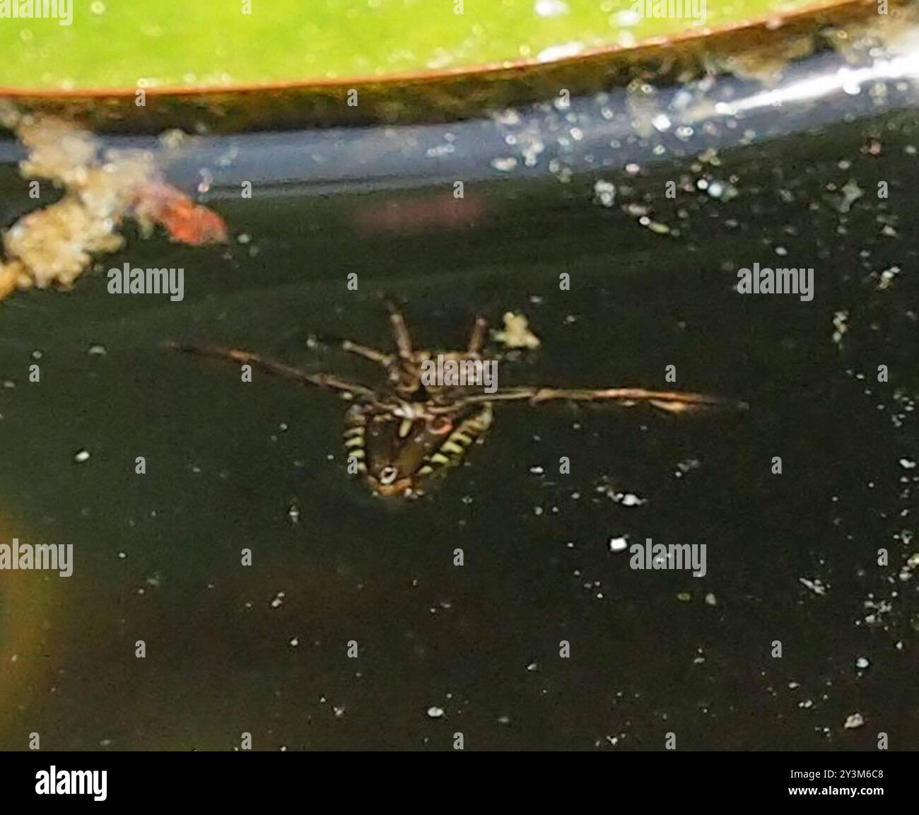 Water Bugs (Nepomorpha) Insecta Stock Photo - Alamy