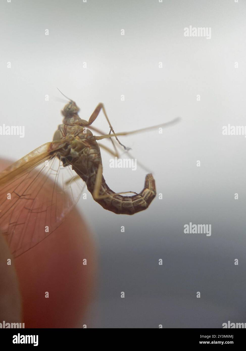 Pund Insect Pond Olive (Cloeon dipterum) Insecta Stock Photo - Alamy