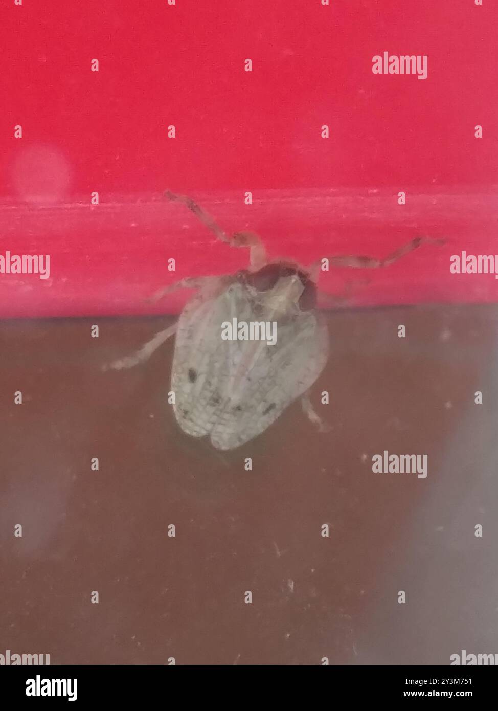 (Issus coleoptratus) Insecta Stock Photo - Alamy