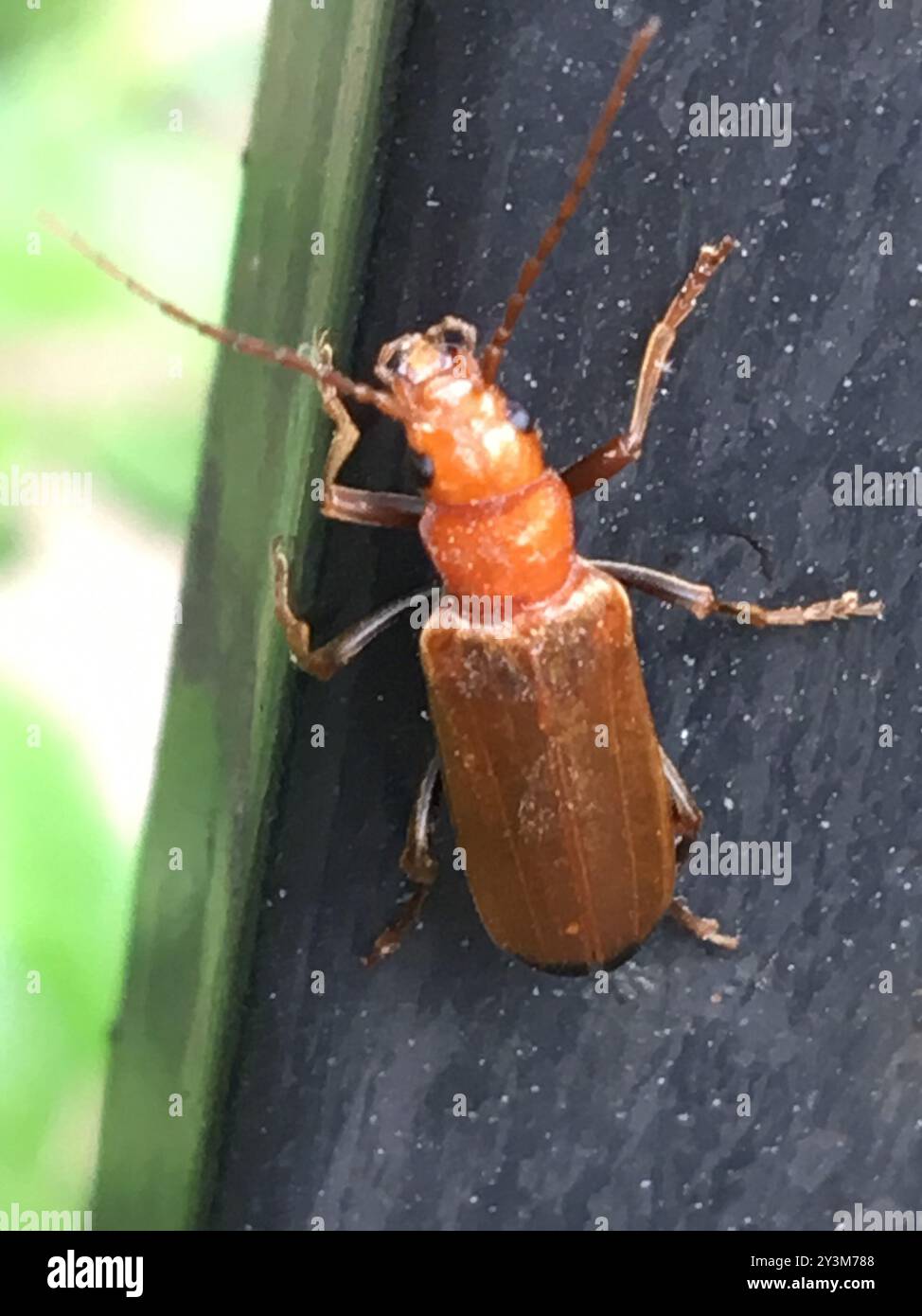 Wharf Insect Wharf Borer (Nacerdes melanura) Insecta Stock Photo - Alamy