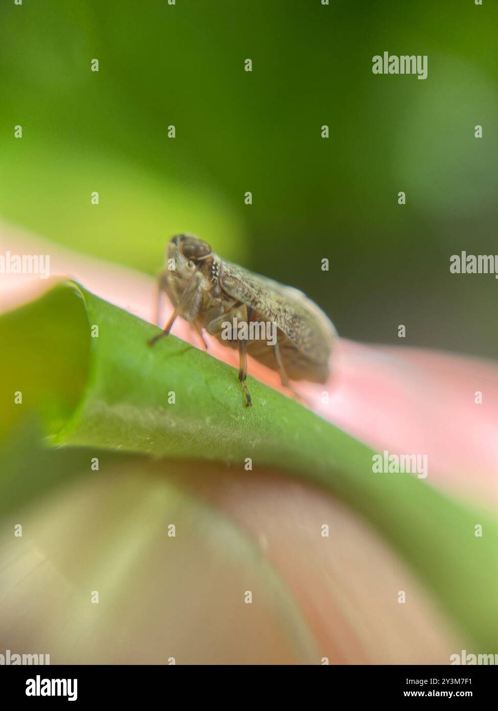 (Issus coleoptratus) Insecta Stock Photo - Alamy