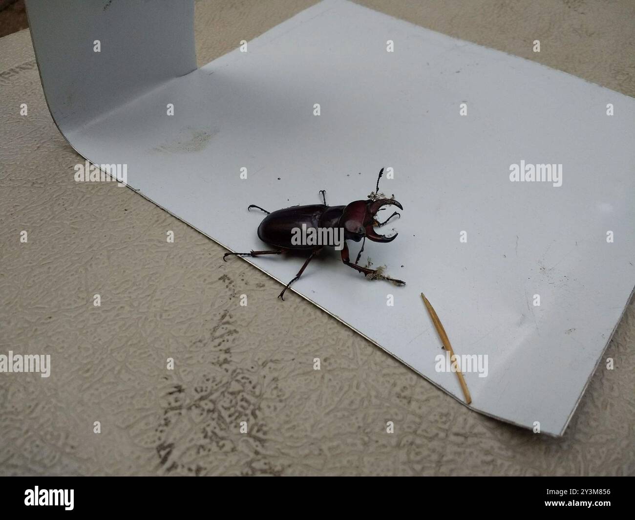 Reddish-brown Stag Beetle (Lucanus capreolus) Insecta Stock Photo