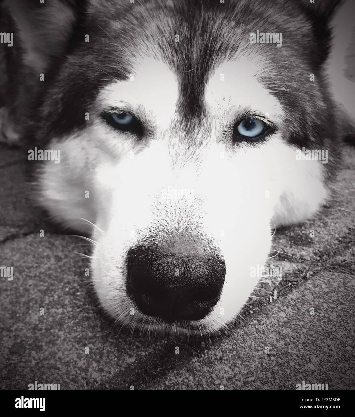 Husky dog is lying on pavement, close up Stock Photo - Alamy
