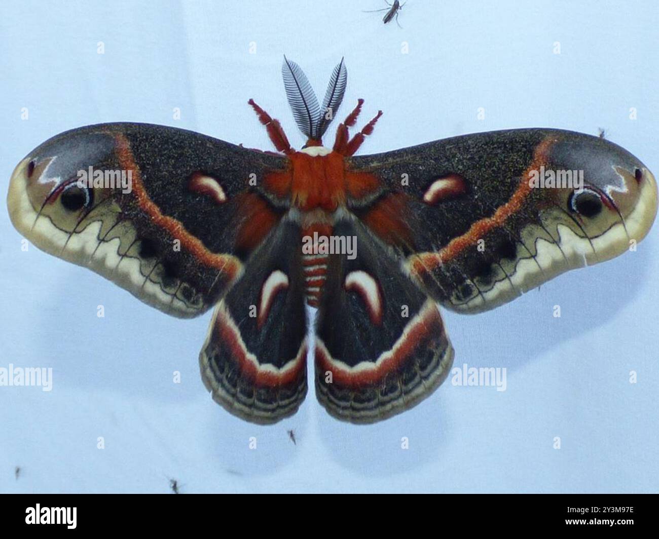 Cecropia Moth (Hyalophora cecropia) Insecta Stock Photo - Alamy