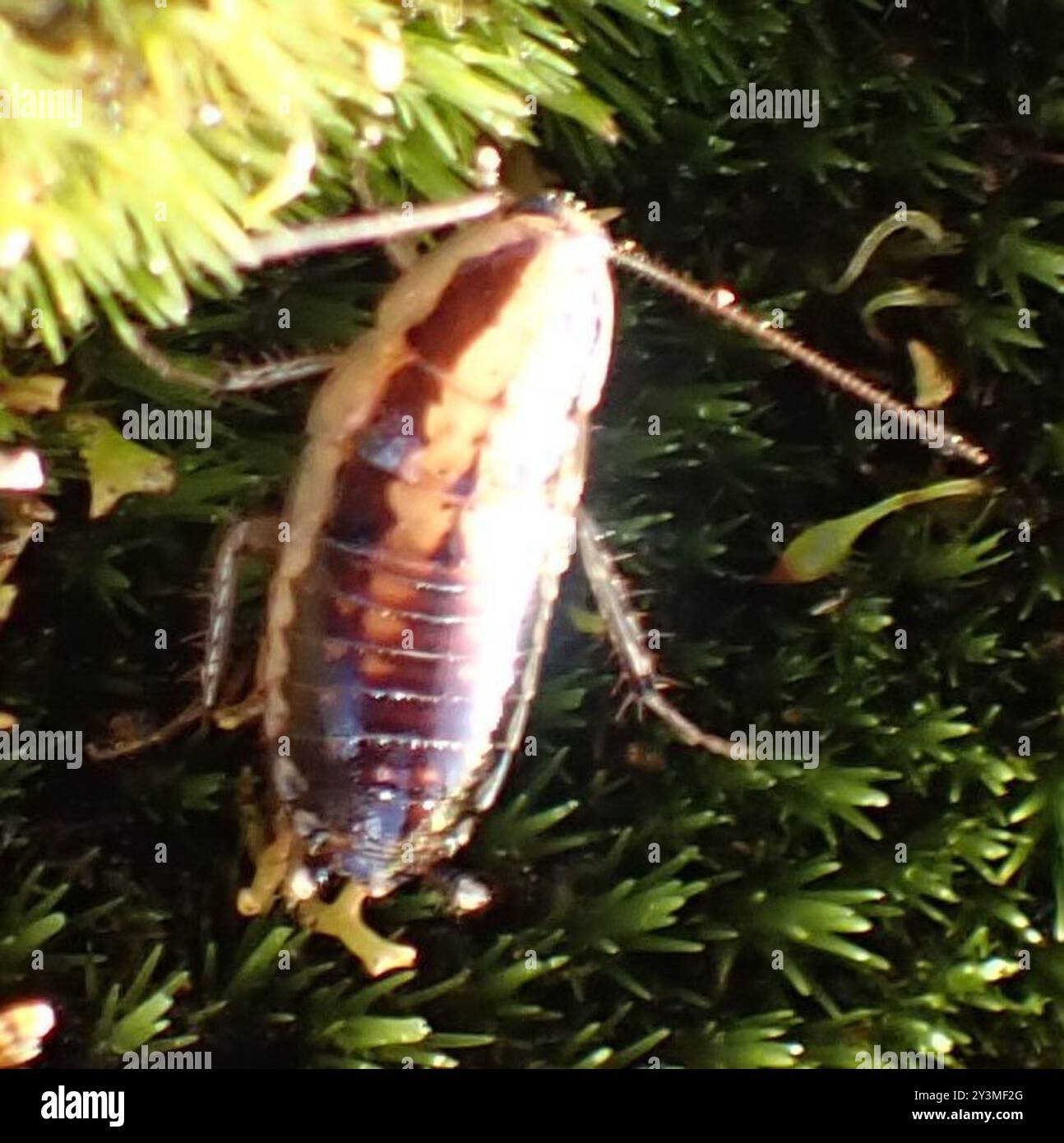 Cockroaches and Termites (Blattodea) Insecta Stock Photo - Alamy