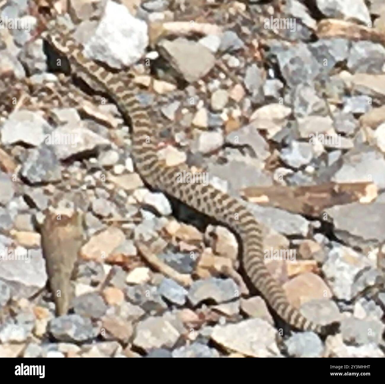 Great Basin Rattlesnake (Crotalus oreganus lutosus) Reptilia Stock ...