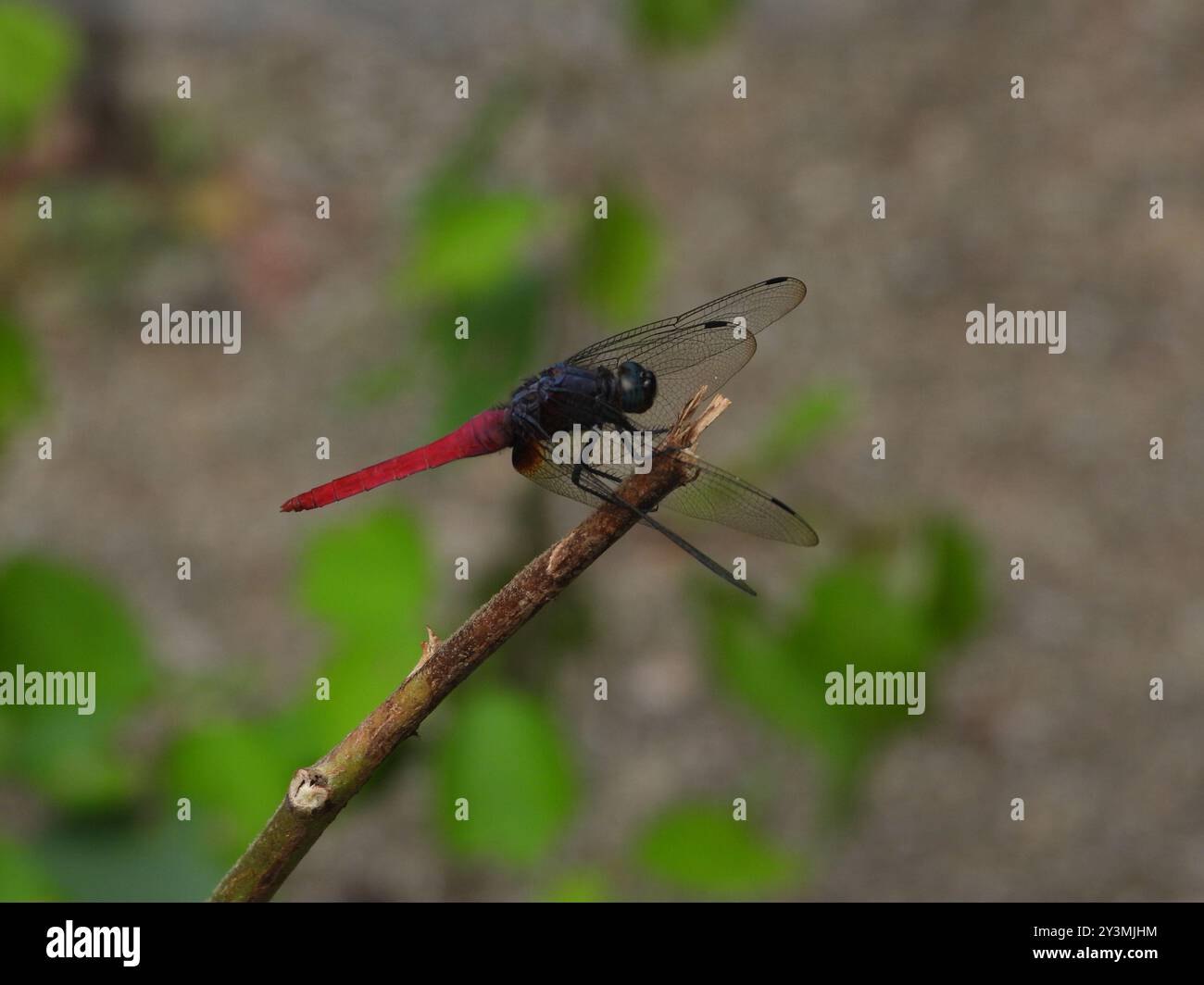 Crimson-tailed Marsh Hawk (Orthetrum pruinosum) Insecta Stock Photo