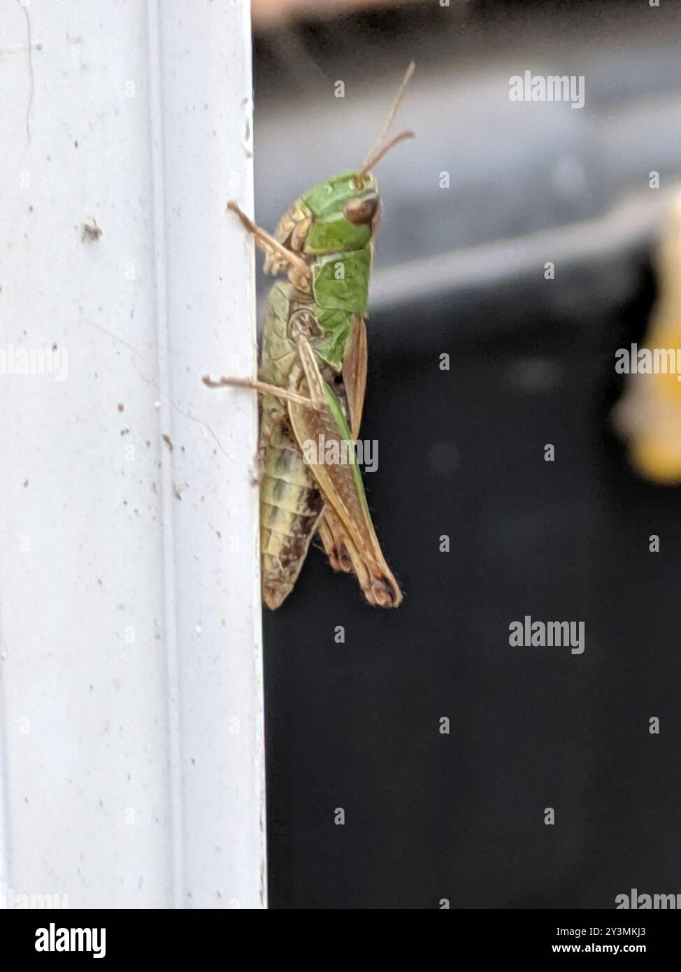 Meadow Grasshopper (Pseudochorthippus parallelus) Insecta Stock Photo ...