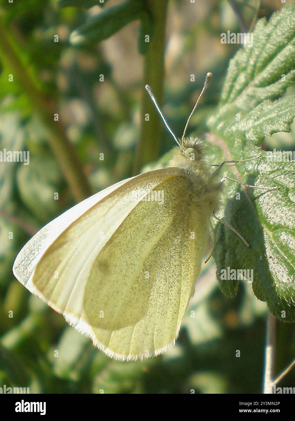 Small White (Pieris rapae) Insecta Stock Photo - Alamy