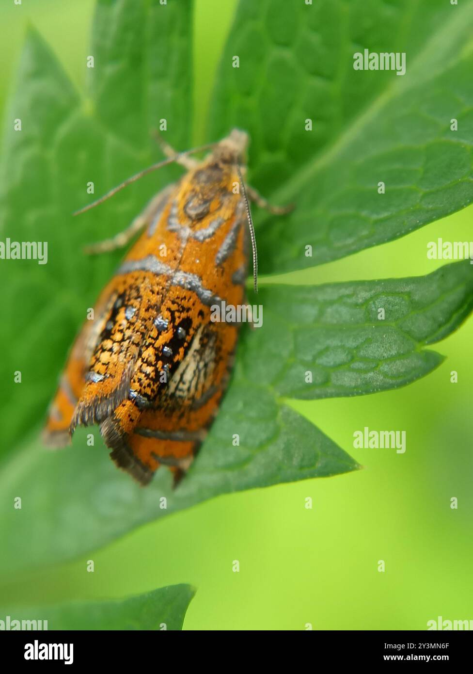 Arched Marble (Olethreutes arcuella) Insecta Stock Photo - Alamy