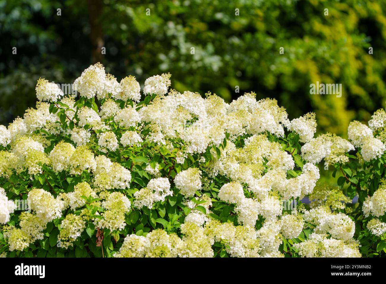 White Hydrangea Flowers In Full Bloom In A Garden With Green Leaves ...