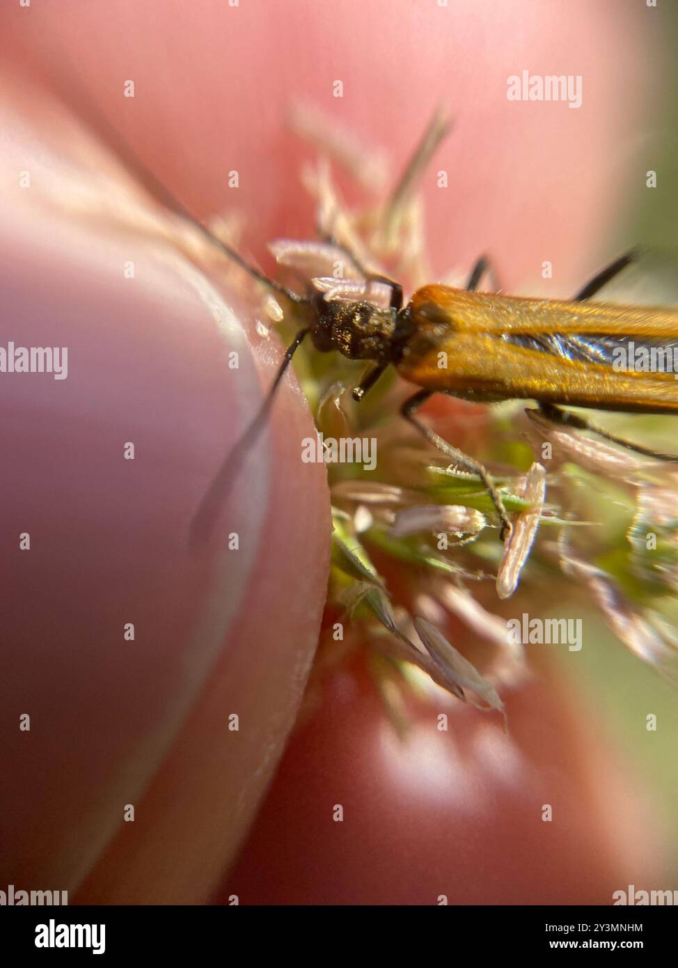 (Oedemera femorata) Insecta Stock Photo - Alamy