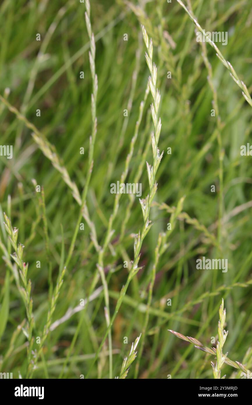 Perennial Ryegrass (Lolium perenne) Plantae Stock Photo - Alamy