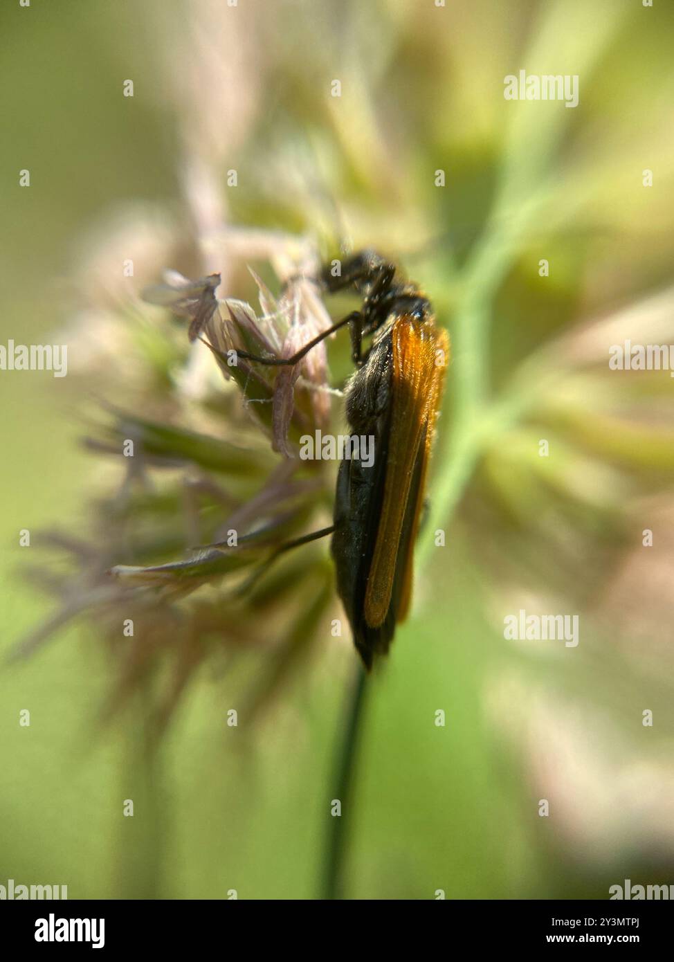 (Oedemera femorata) Insecta Stock Photo - Alamy