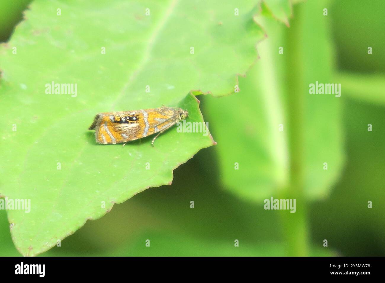 Arched Marble (Olethreutes arcuella) Insecta Stock Photo - Alamy