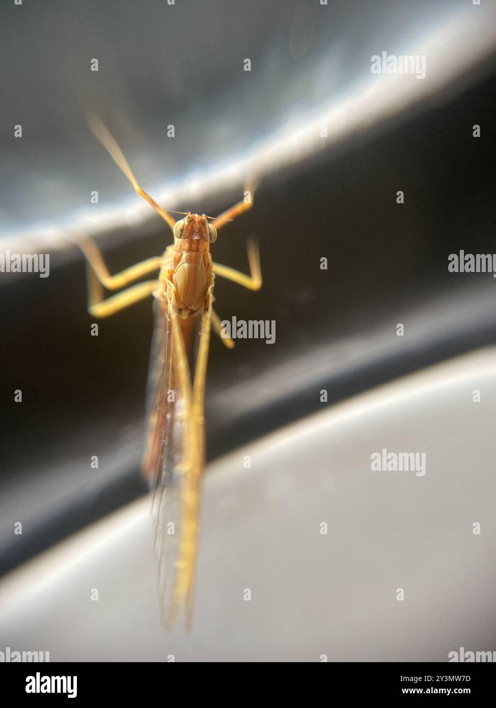 Pund Insect Pond Olive (Cloeon dipterum) Insecta Stock Photo - Alamy