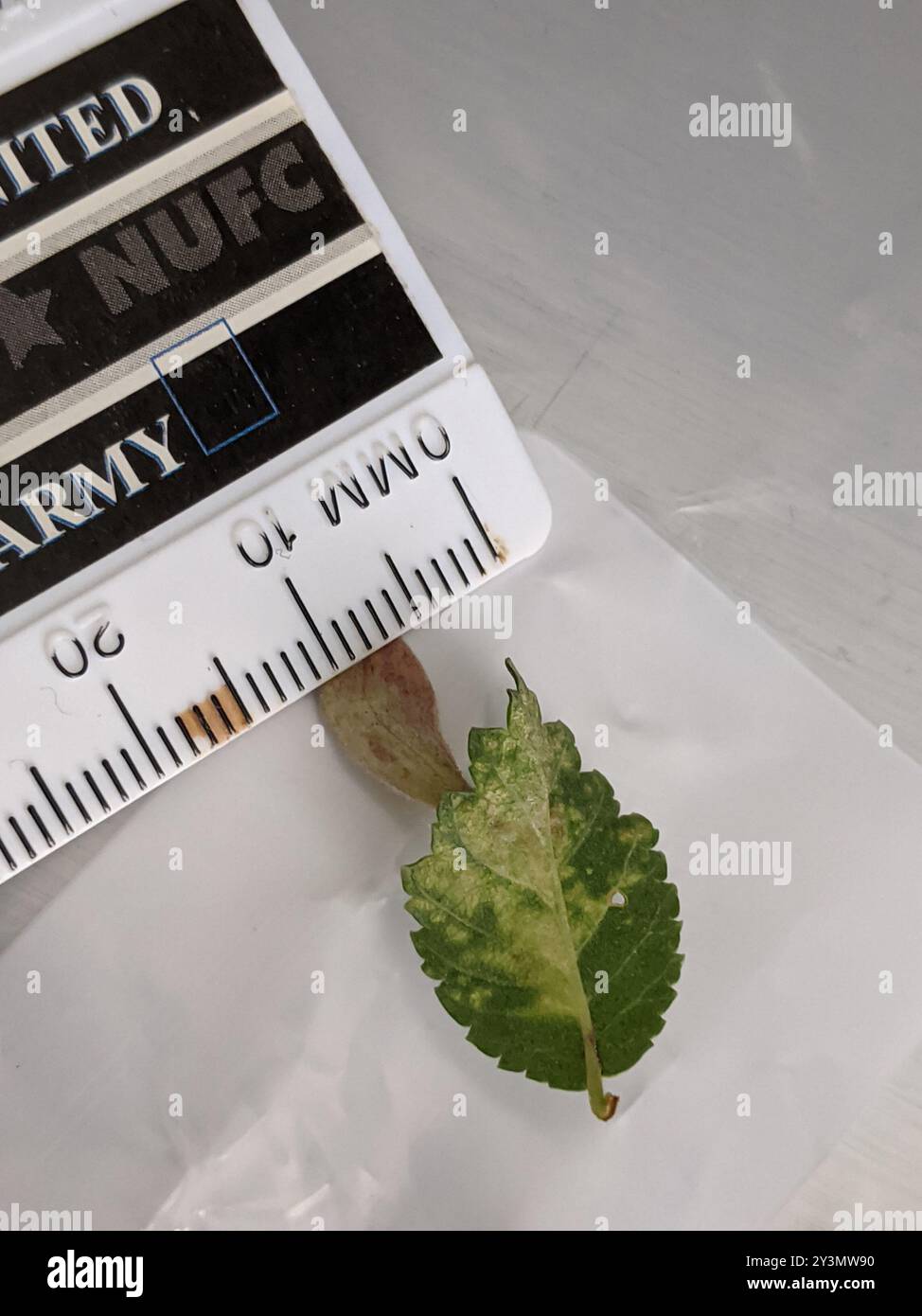 Rice Root Aphid (Tetraneura akinire) Insecta Stock Photo - Alamy