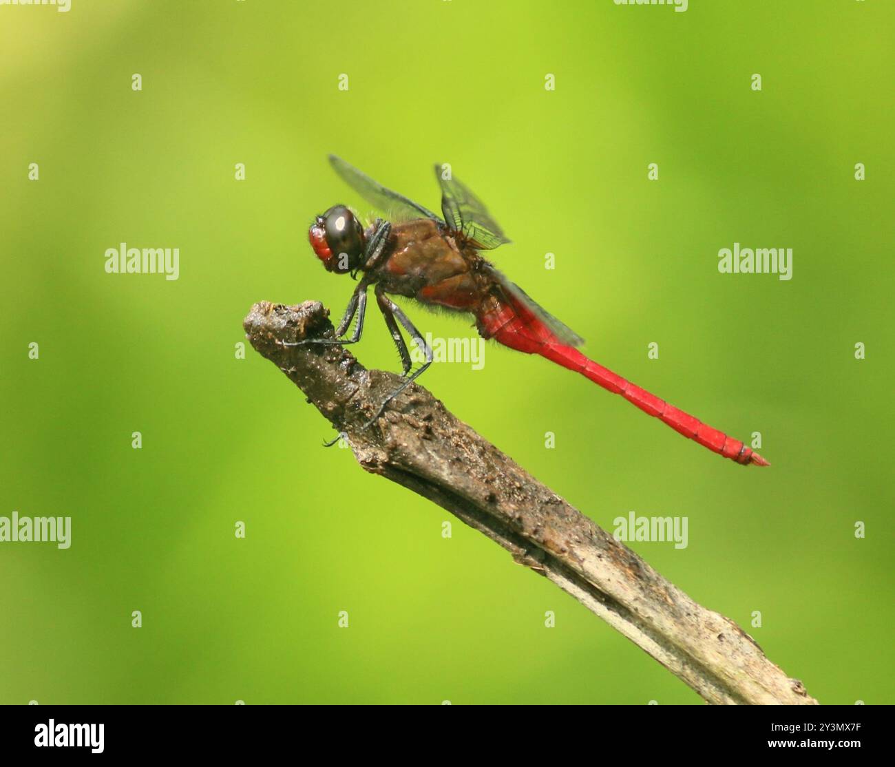 Brown-backed Red Marsh Hawk (Orthetrum chrysis) Insecta Stock Photo - Alamy