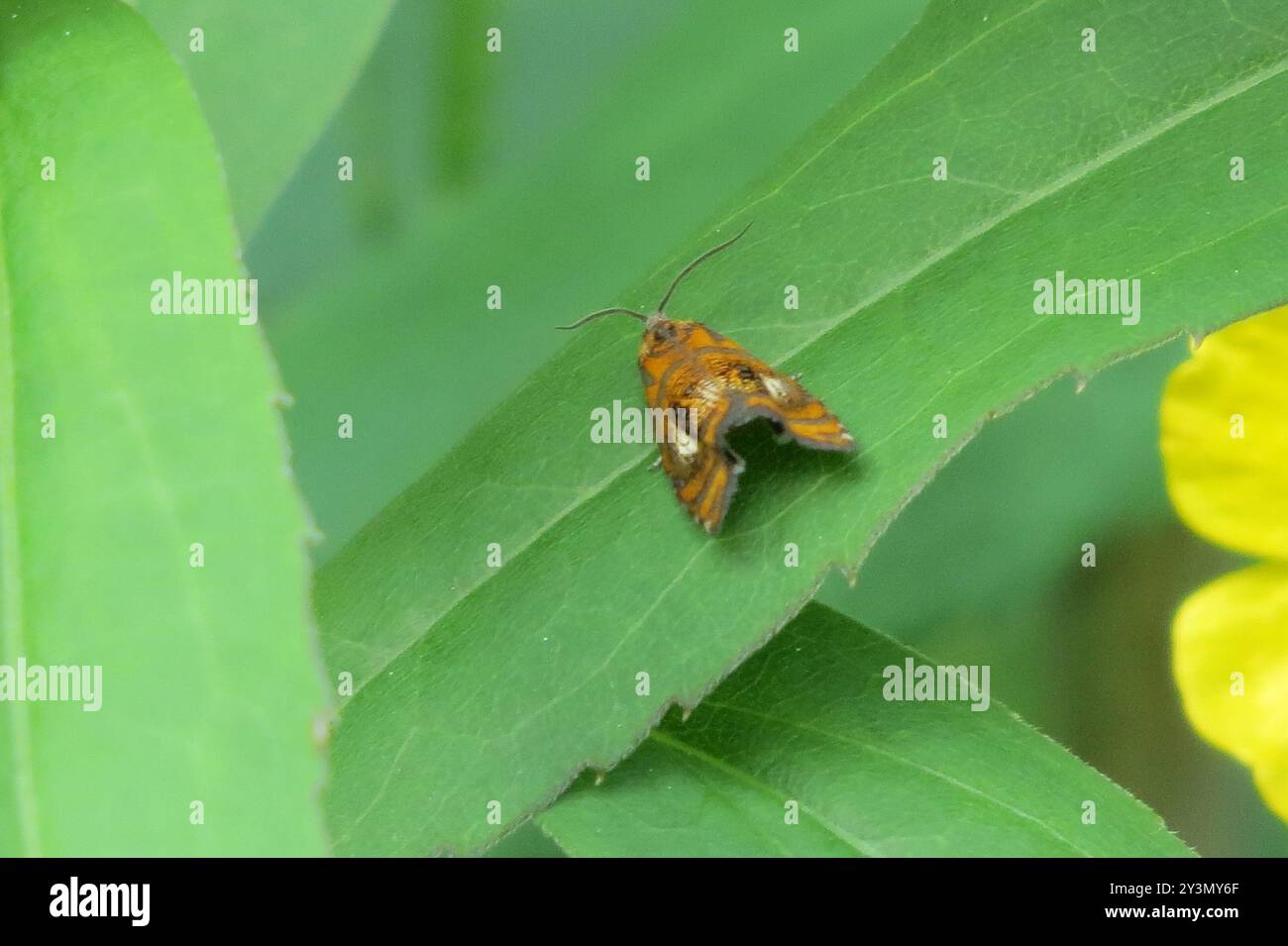 Arched Marble (Olethreutes arcuella) Insecta Stock Photo - Alamy