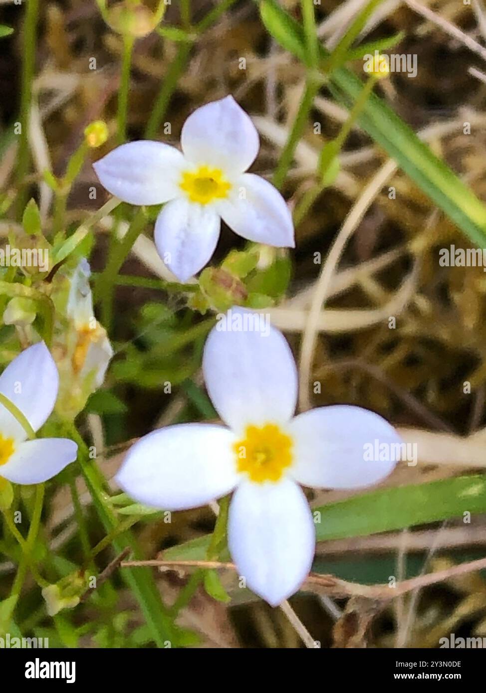 azure bluet (Houstonia caerulea) Plantae Stock Photo - Alamy