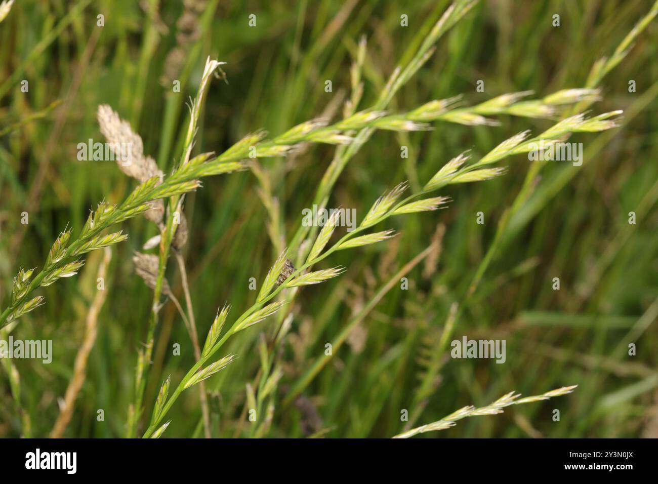 Perennial Ryegrass (Lolium perenne) Plantae Stock Photo - Alamy