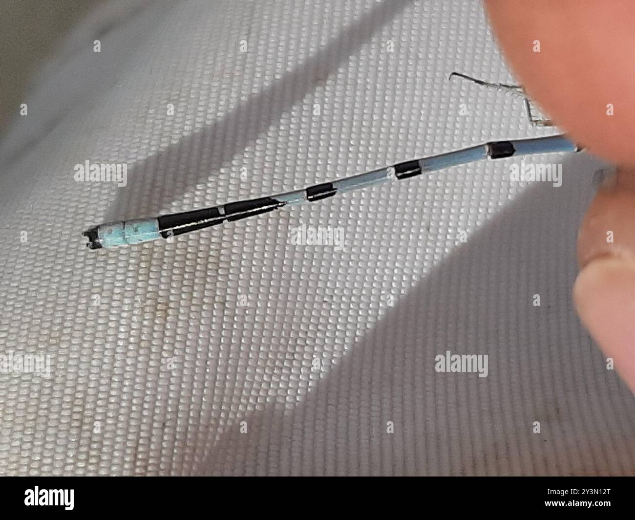 Northern Bluet (Enallagma annexum) Insecta Stock Photo - Alamy