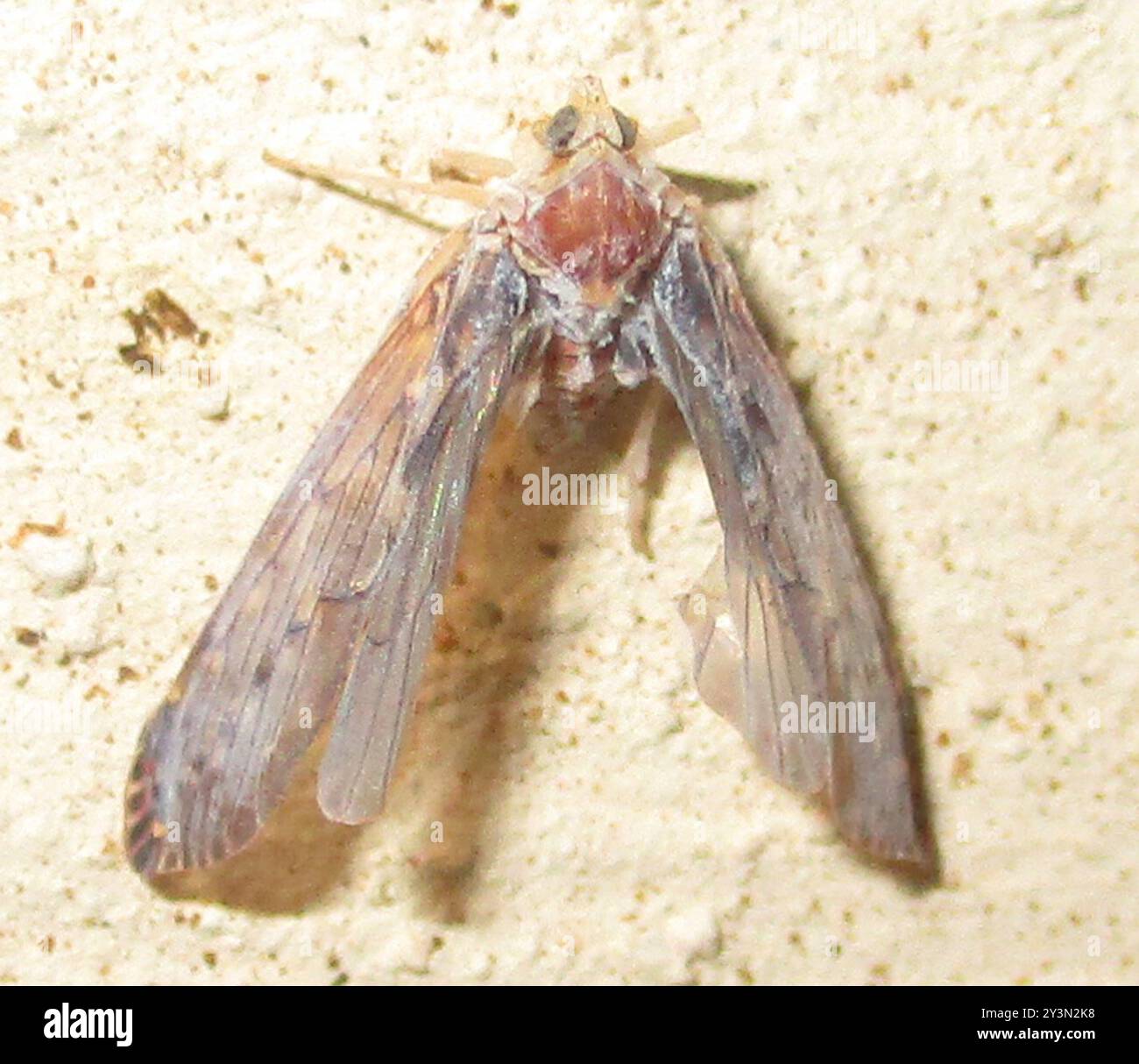 Derbidae Insect Derbidae hi-res stock photography and images - Alamy