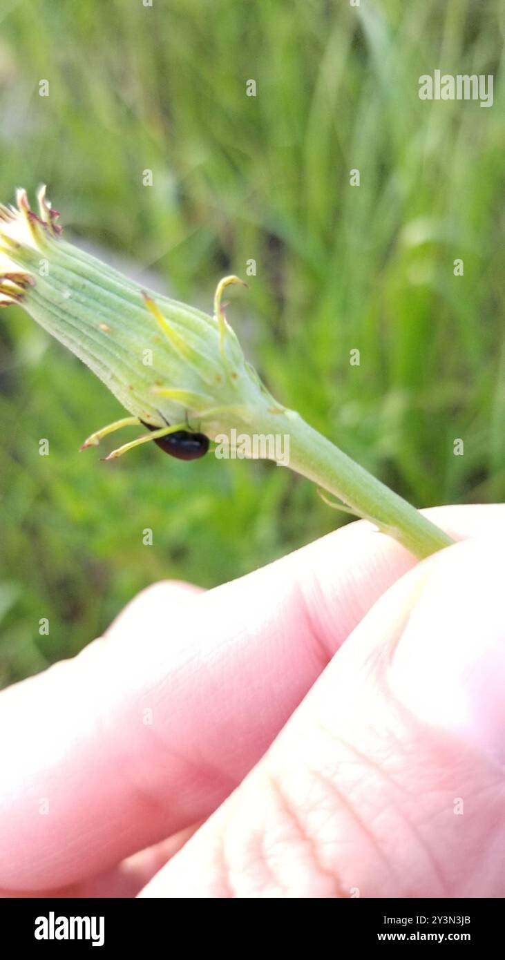 Tumbling Flower Beetles (Mordellidae) Insecta Stock Photo - Alamy