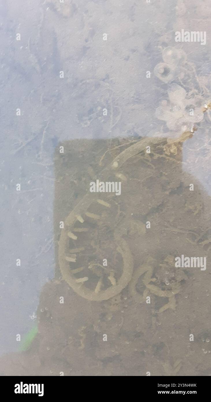 Amphibia Sp Amphibians (Amphibia) Amphibia Stock Photo - Alamy