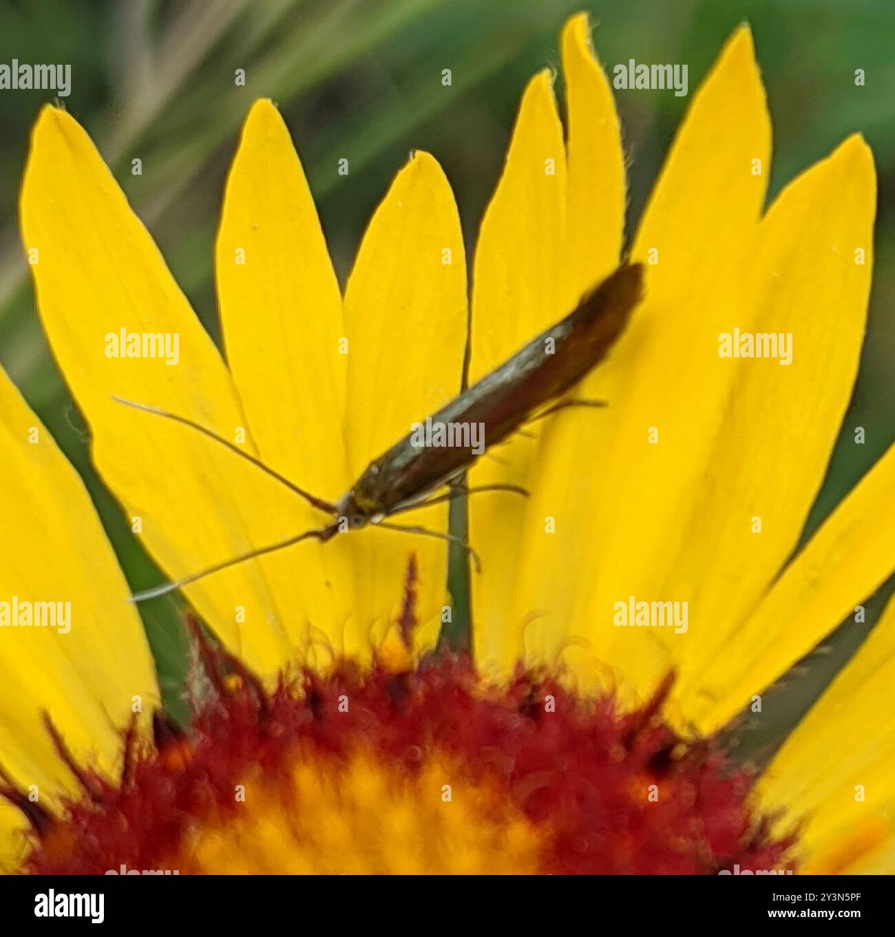 Casebearers (Coleophora) Insecta Stock Photo - Alamy