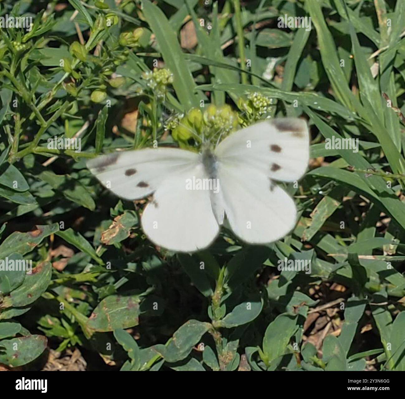 Small White (Pieris rapae) Insecta Stock Photo - Alamy