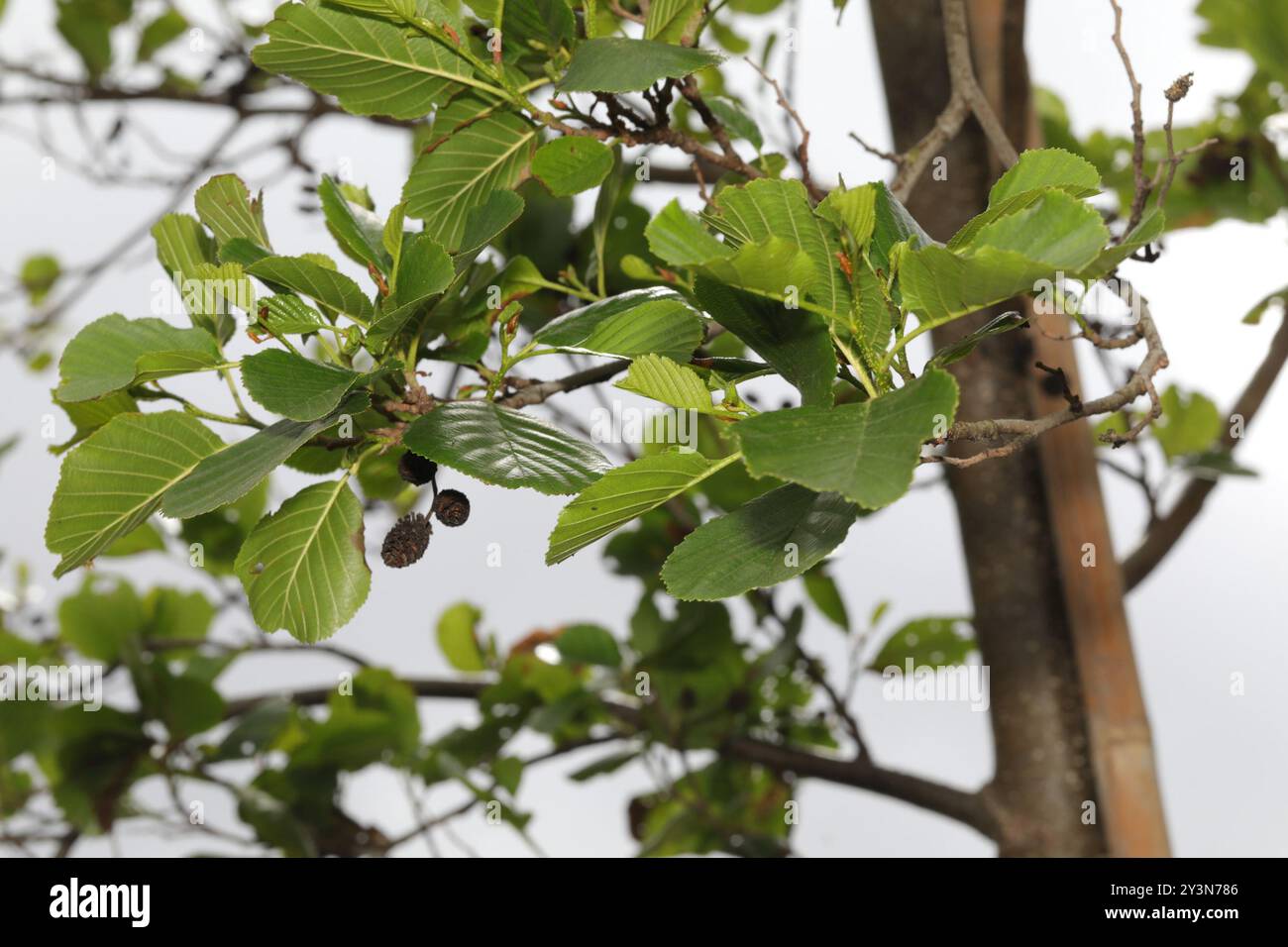 common alder (Alnus glutinosa) Plantae Stock Photo - Alamy