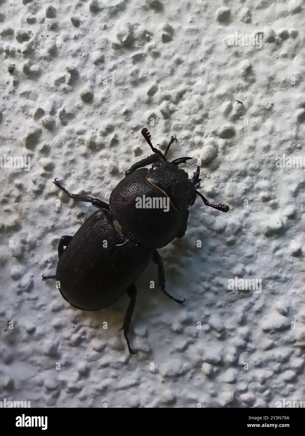 Lesser Stag Beetle (Dorcus parallelipipedus) Insecta Stock Photo - Alamy
