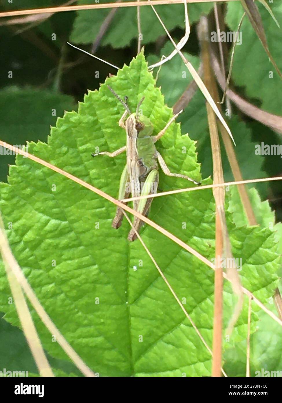 Meadow Grasshopper (Pseudochorthippus parallelus) Insecta Stock Photo ...