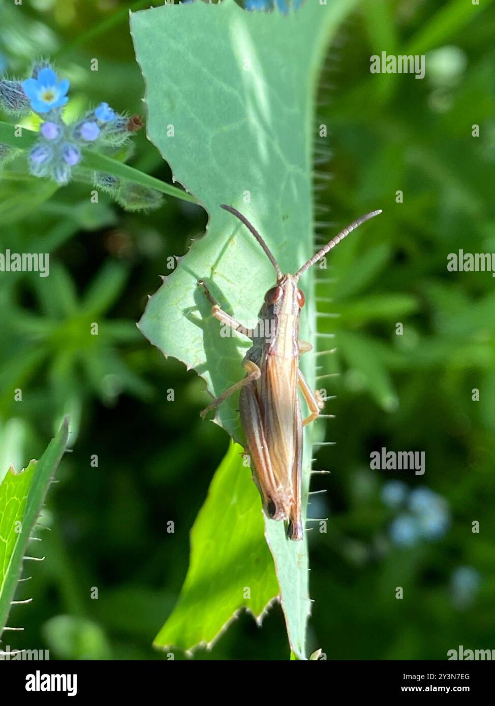Meadow Grasshopper (Pseudochorthippus parallelus) Insecta Stock Photo ...