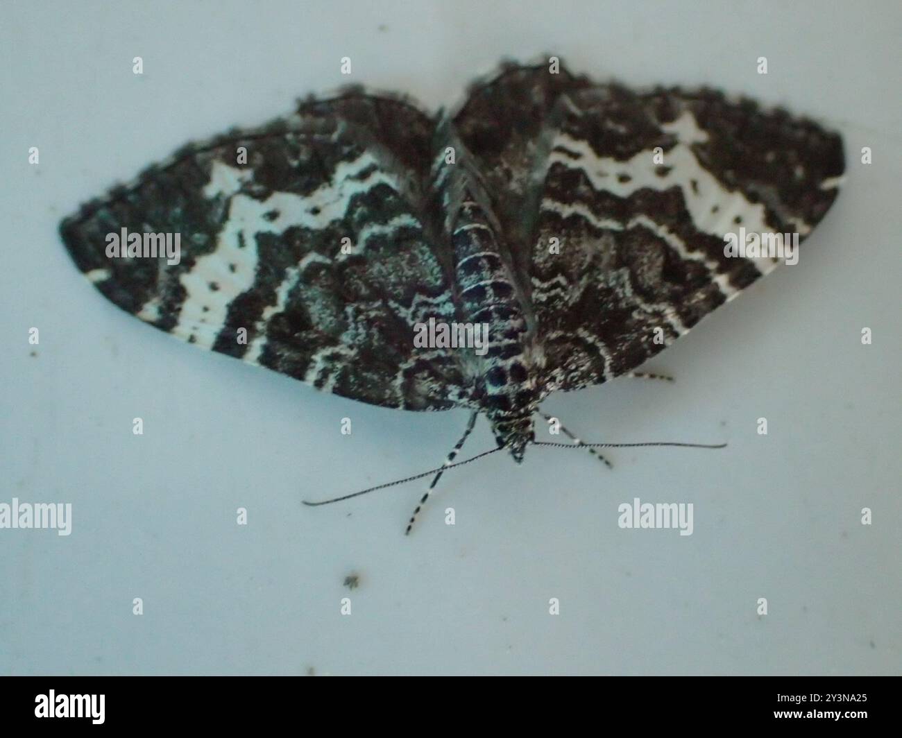 White Banded Insect Spear-marked and White-banded Black Moths (Rheumaptera hastata) Insecta ...