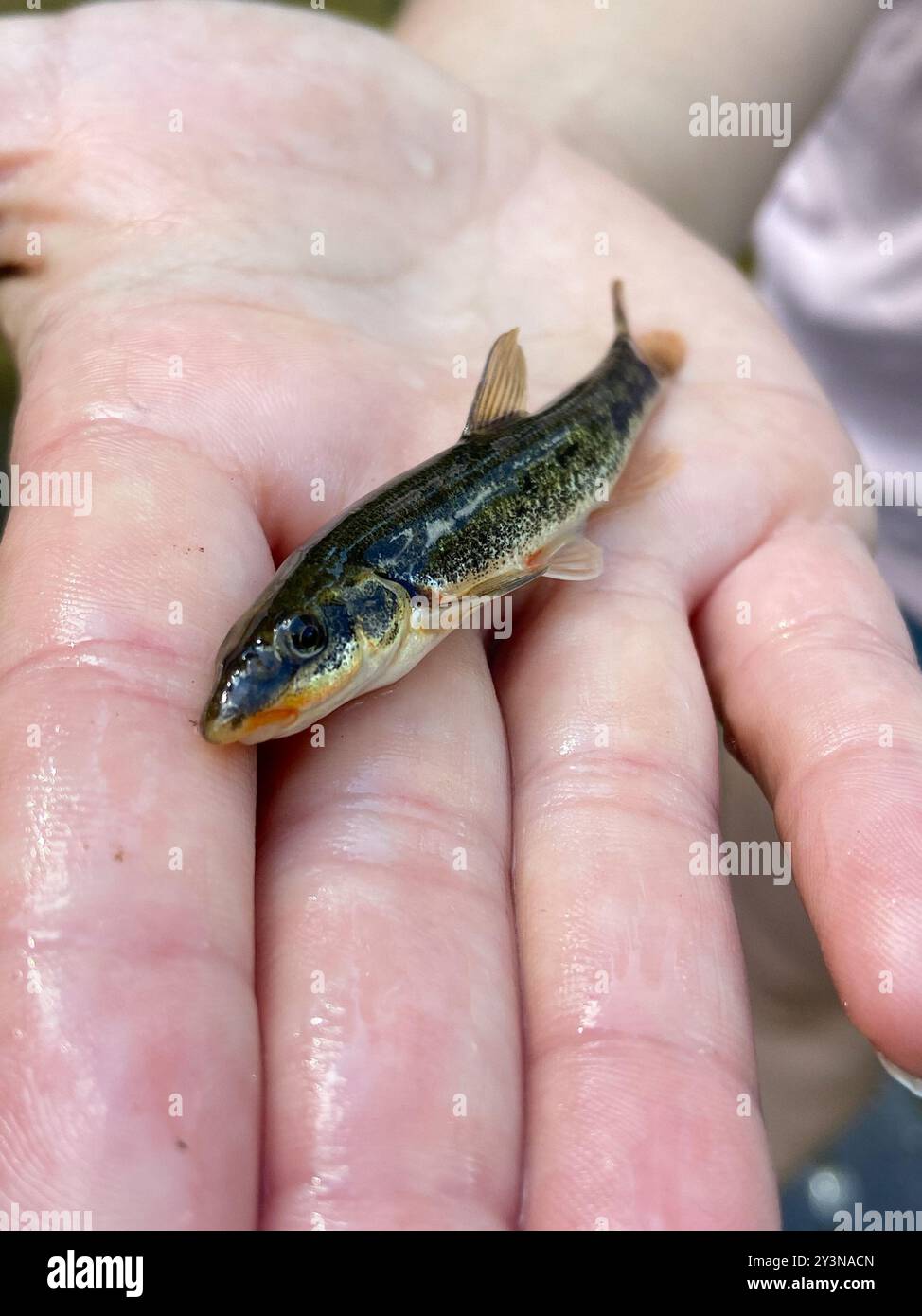 Longnose Dace (Rhinichthys cataractae) Actinopterygii Stock Photo