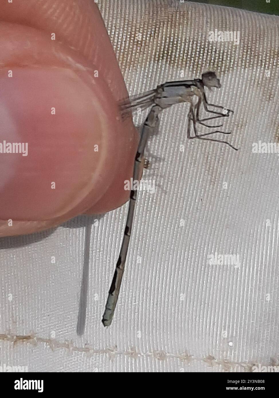 Northern Bluet (Enallagma annexum) Insecta Stock Photo - Alamy