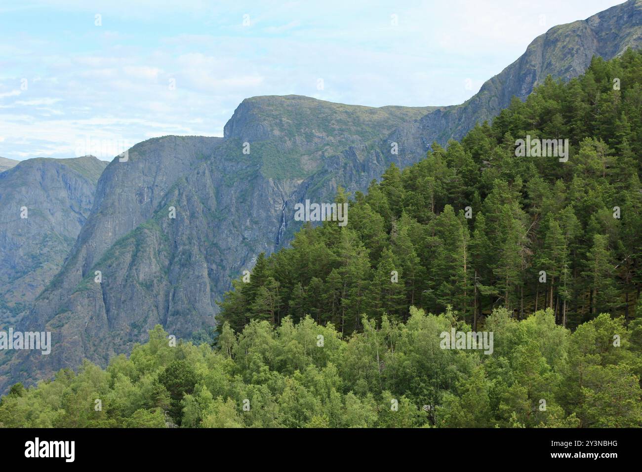 Majestic Mountain Landscape with Dense Green Forest: A Serene Nature ...