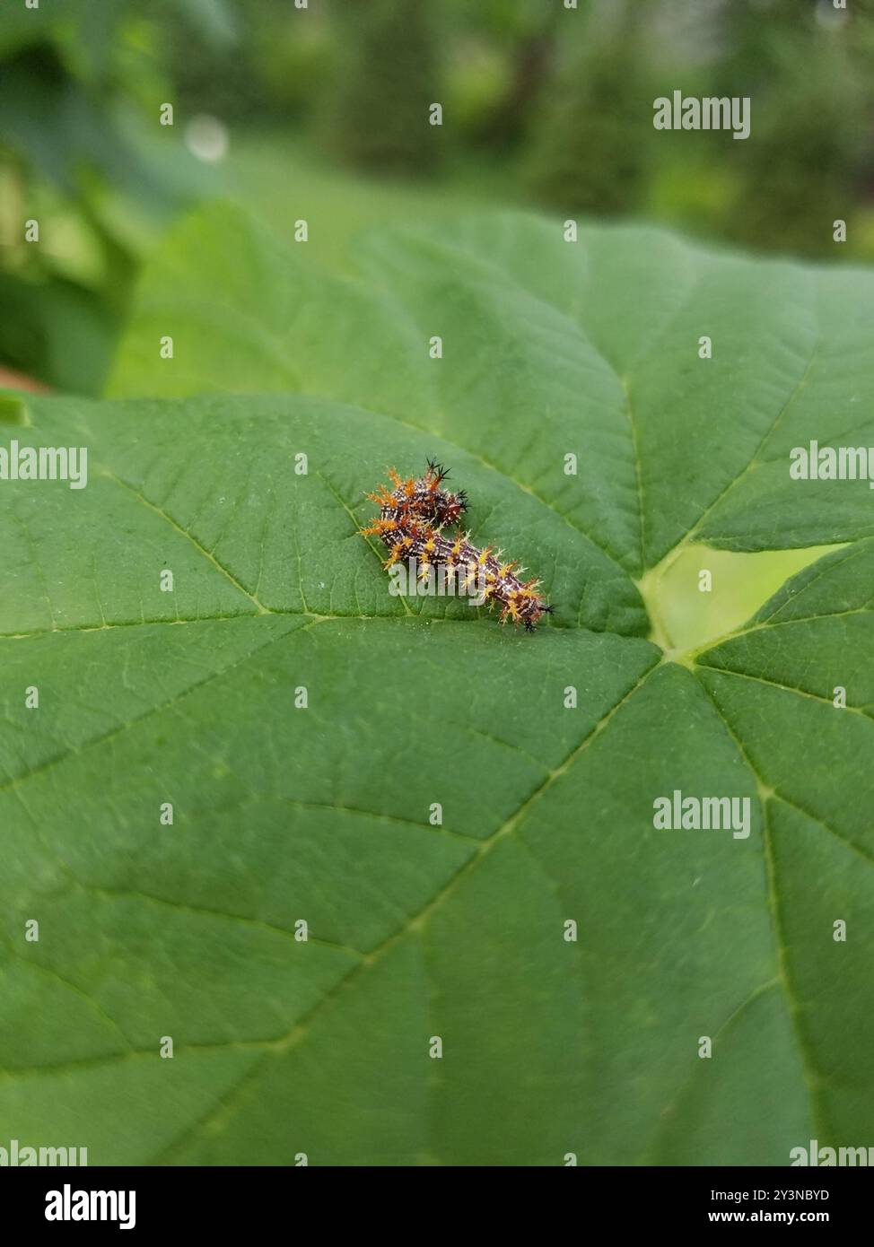 Questioning Insects Question Mark (Polygonia interrogationis) Insecta Stock Photo - Alamy