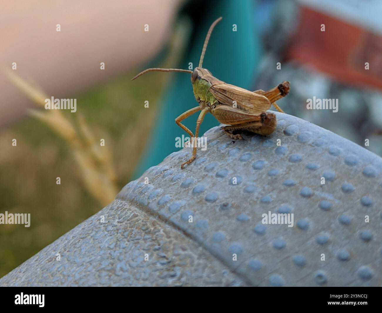 Meadow Grasshopper (Pseudochorthippus parallelus) Insecta Stock Photo ...