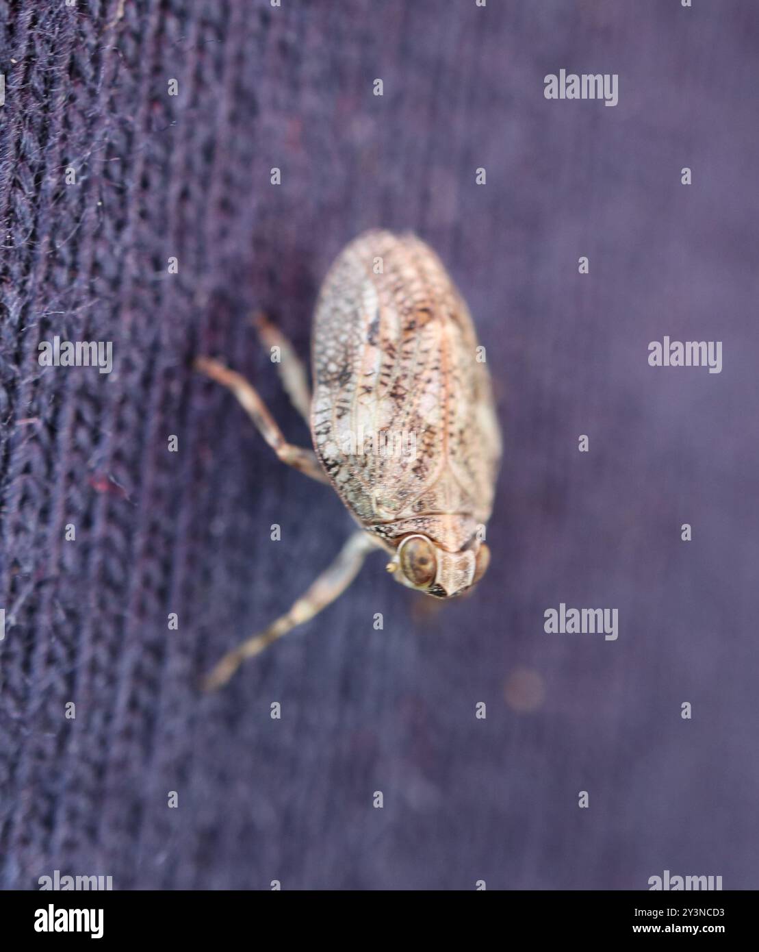 (Issus coleoptratus) Insecta Stock Photo - Alamy